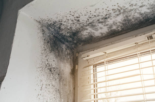 Affordable Black Mold Removal solutions in Monmouth Beach, NJ
